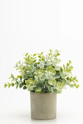 Eucalyptus 23cm