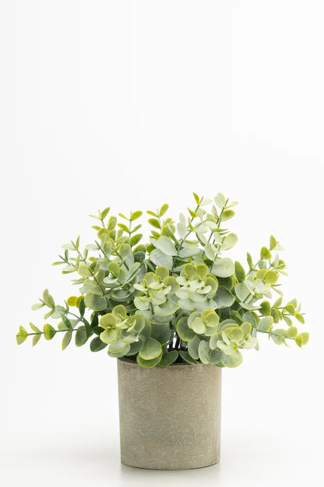 Eucalyptus 23cm