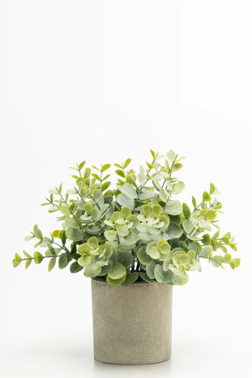 Eucalyptus 23cm