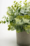 Eucalyptus 23cm (1)