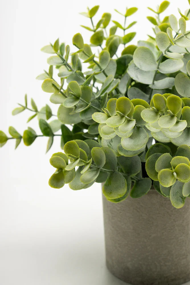 Eucalyptus 23cm (1)